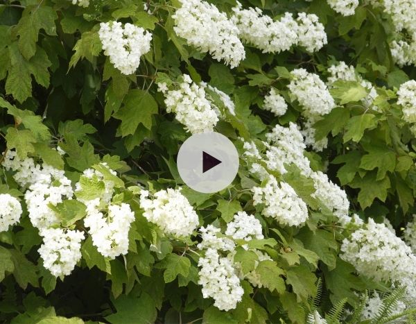 L'Hydrangea quercifolia : un hortensia hors du commun