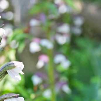 Associer les Acanthes