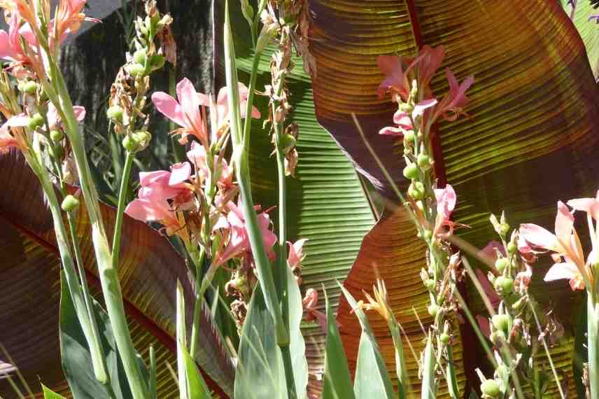 jardin exotique, exotisme au jardin, jardin tropical, quelle plante exotique, aménager jardin exotique