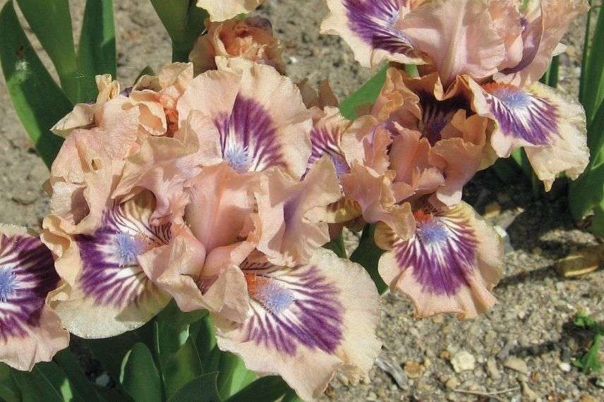 iris en pot pour balcon à l'ouest