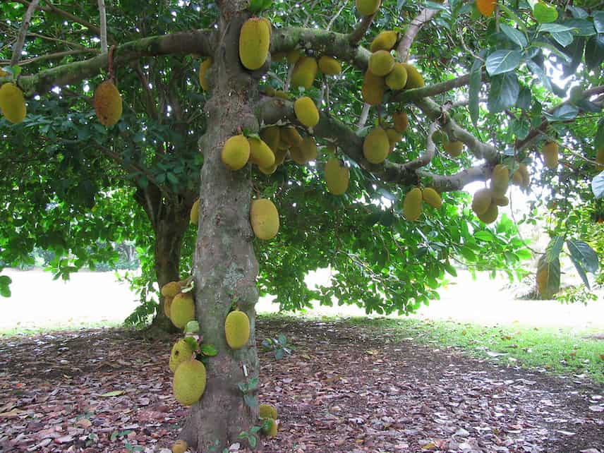 jacquier artocarpus heterophyllus