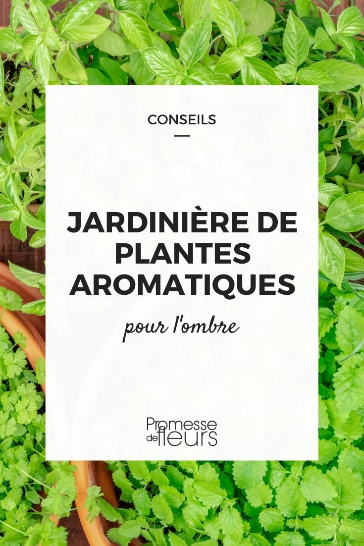 jardinière aromatique ombre