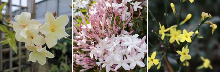 jasmin en pot balcon plein sud, jasmin d'hiver en pot