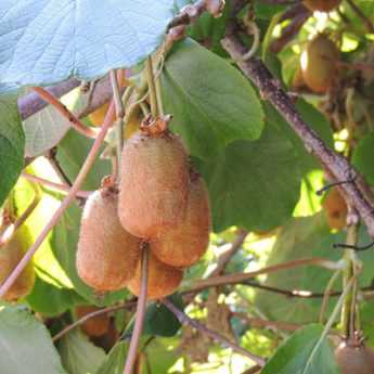 Taille du kiwi : quand et comment tailler un actinidia ?