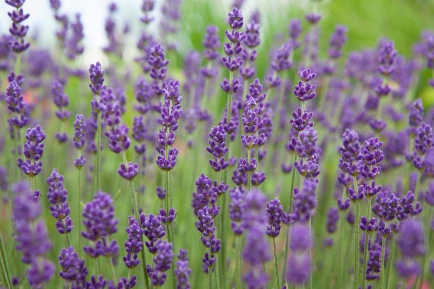 lavande en pot pour balcon à l'ouest, Lavande vraie, lavande officinale 