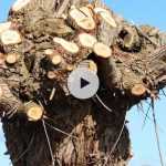 L'importance des vieux saules au jardin