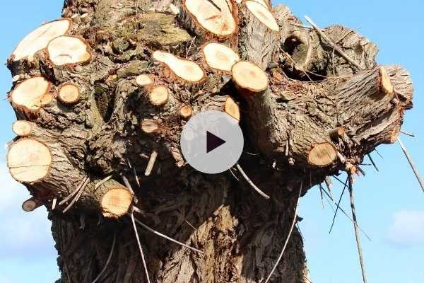 L'importance des vieux saules au jardin