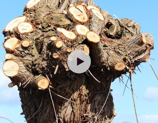 L'importance des vieux saules au jardin