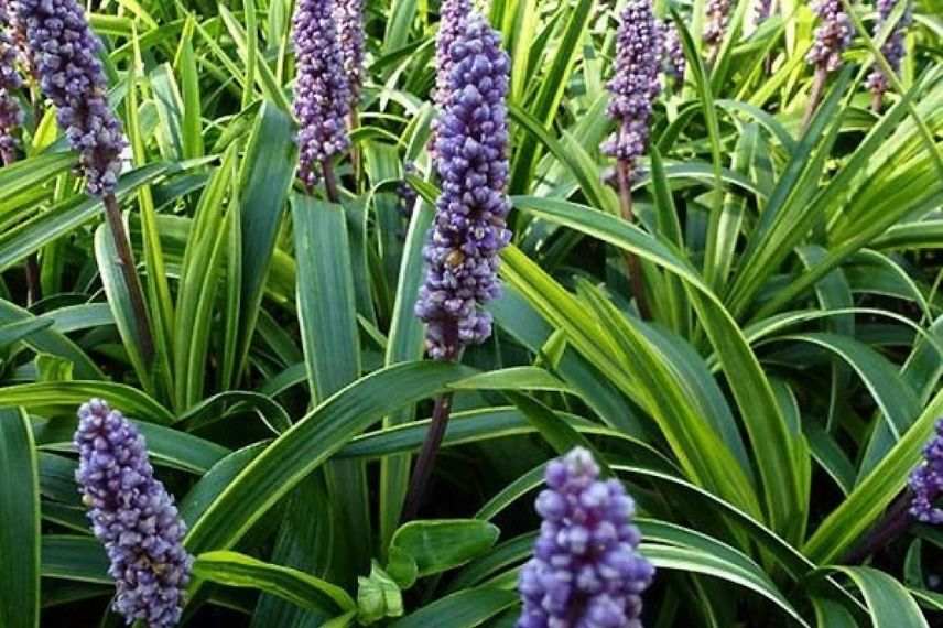 Liriope muscari en pot sur balcon à l'Est