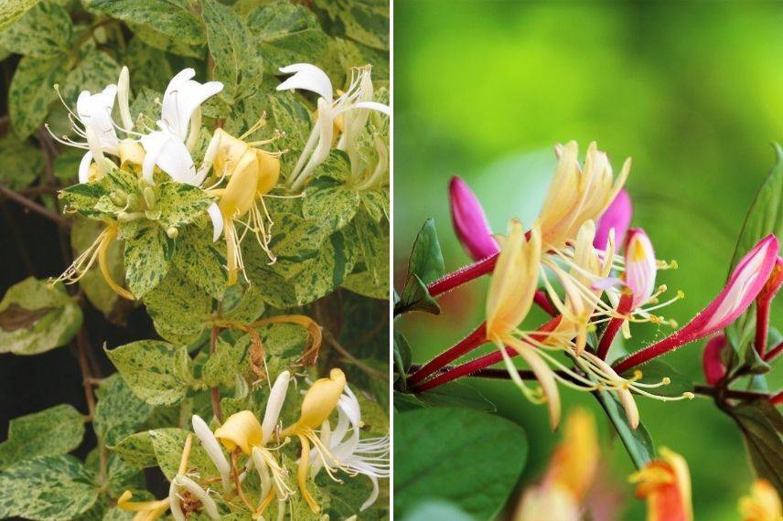 chèvrefeuille du japon en pot balcon à l'est