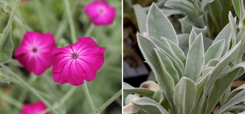 coquelourde des jardins feuillage gris argenté