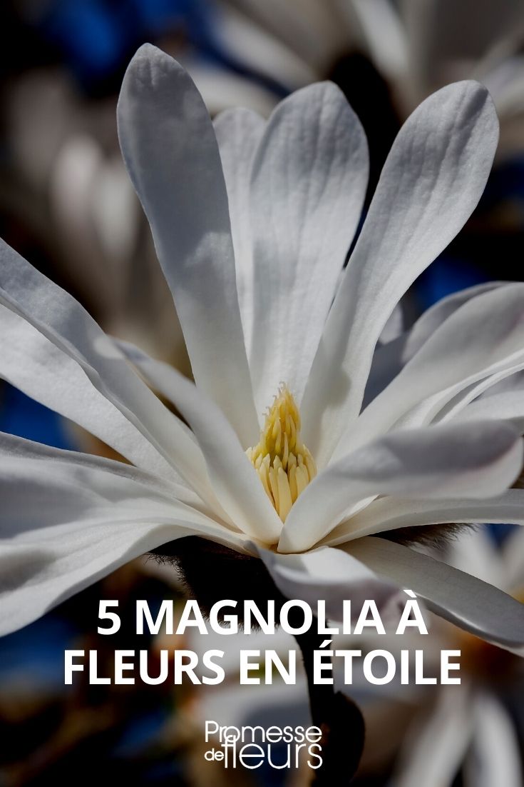 sélection de magnolia à fleurs étoilées