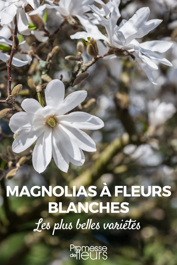 magnolia à fleurs blanches