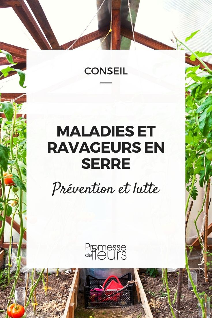 maladies et ravageurs en serre