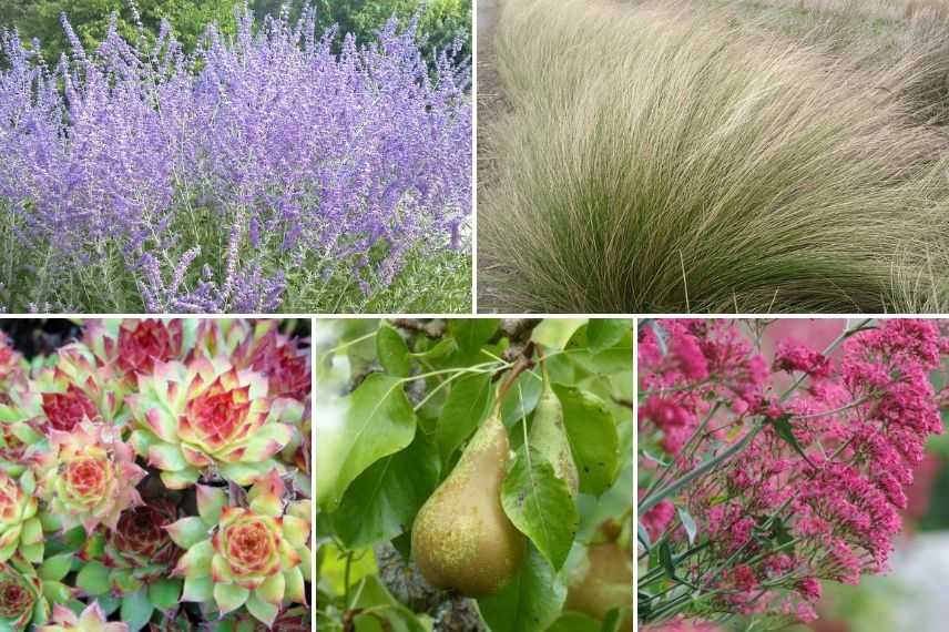 plante pour mur au sud 