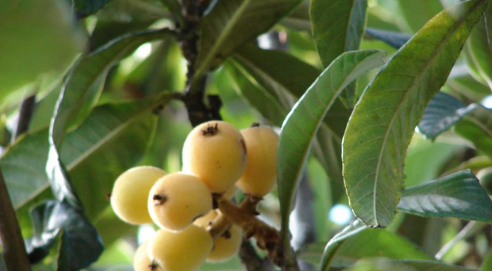 Néflier du Japon : planter, cultiver, récolter