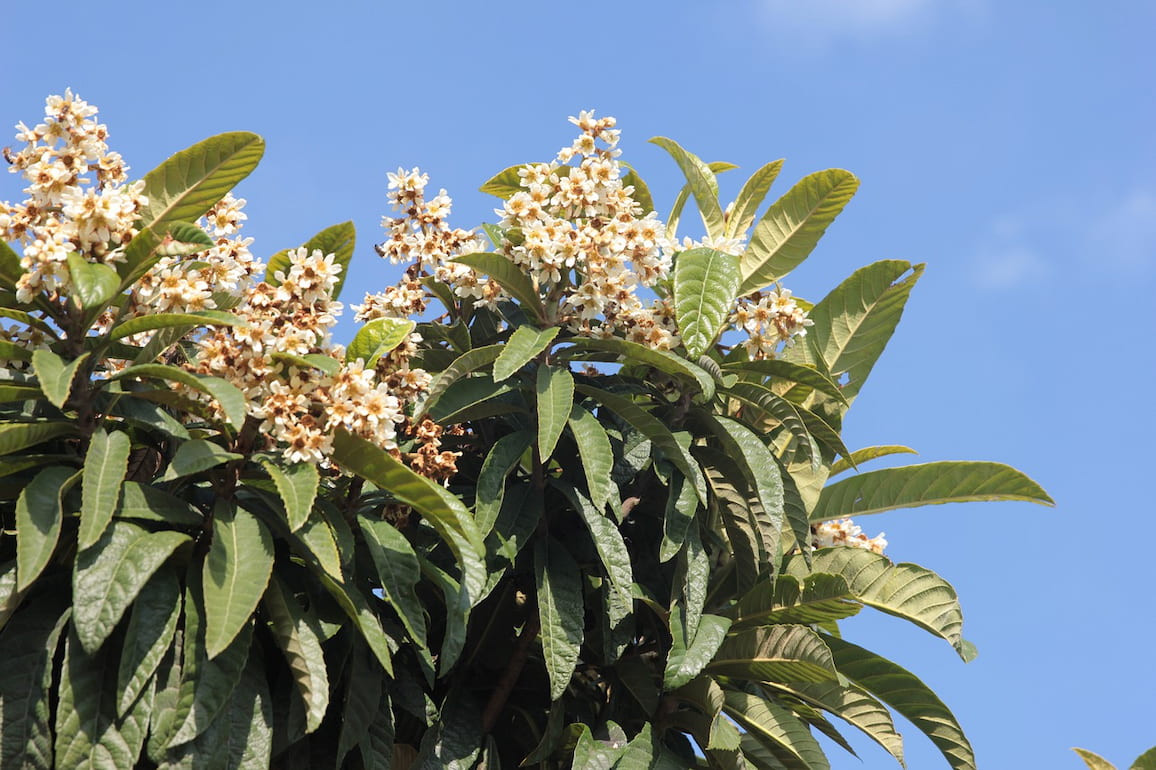 néflier du japon eriobotrya japonica