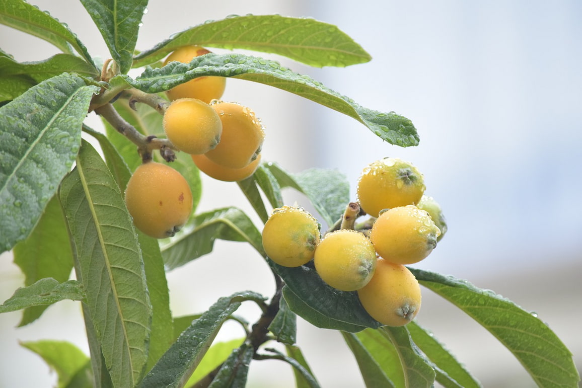 néflier du japon eriobotrya japonica