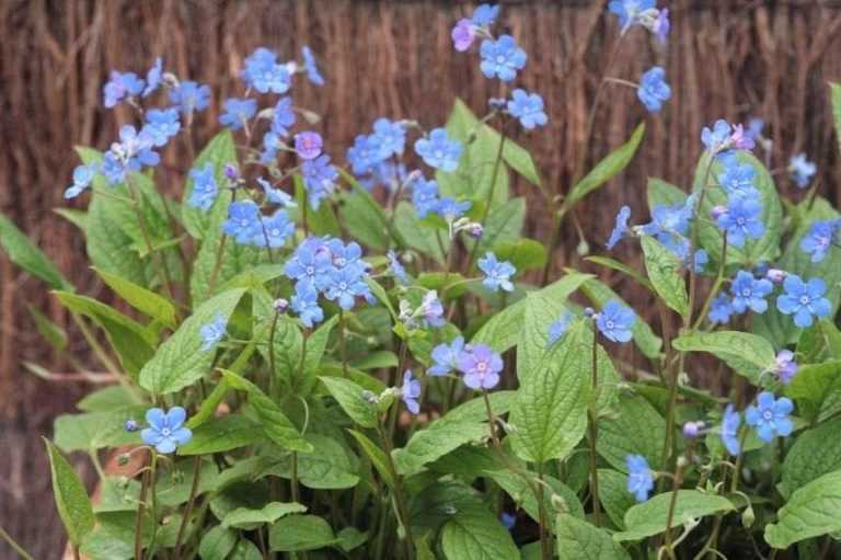 5 plantes couvresols pour terre argileuse Promesse de Fleurs