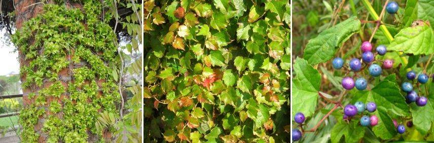 vigne vierge en pot balcon au nord