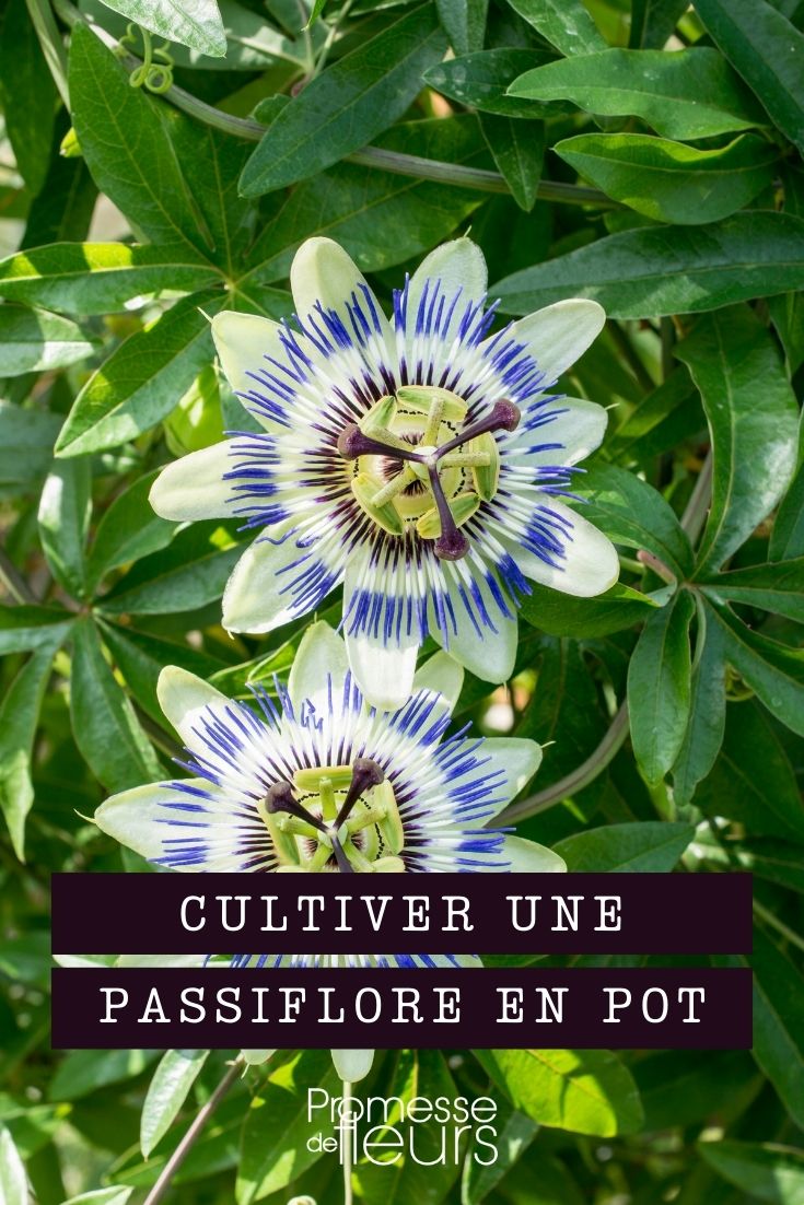 Cultiver une passiflore en pot - Blog Promesse de fleurs