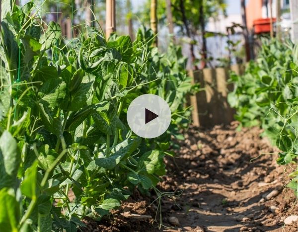 Les pois (pisum sativum) - Le potager ornemental de Catherine