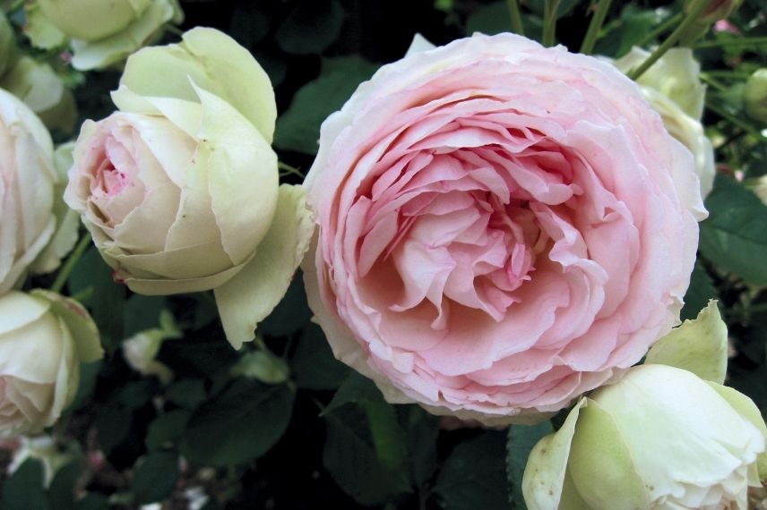 rosier grimpant en pot balcon plein sud