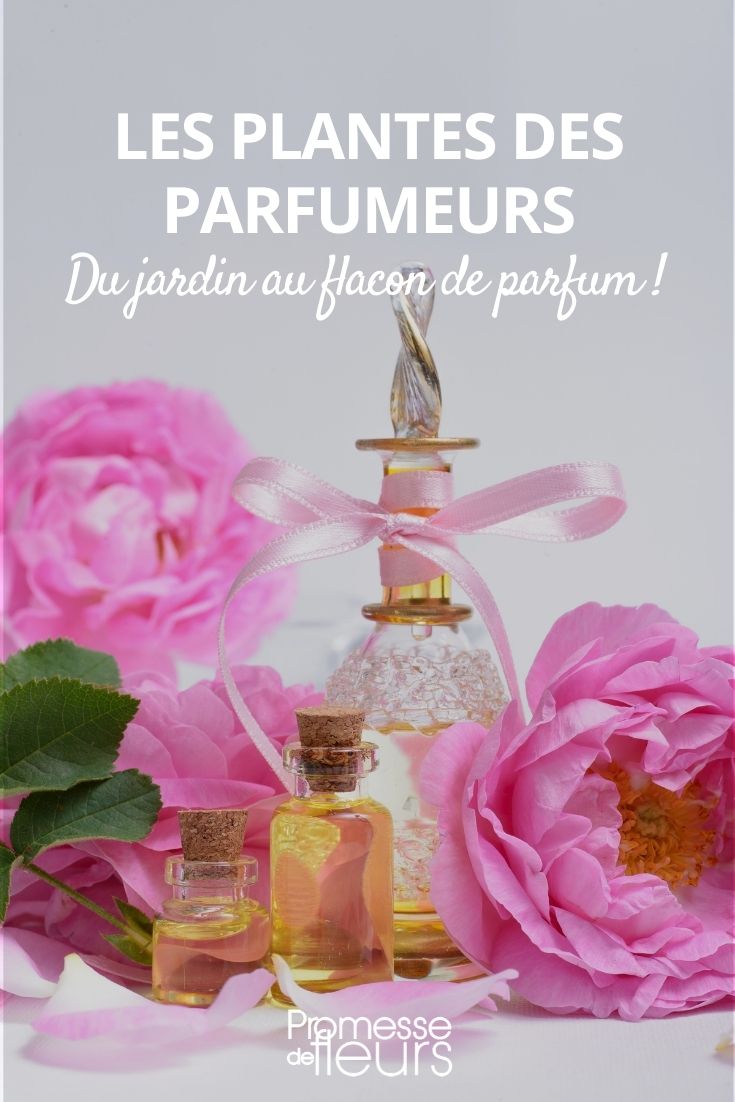 plante à parfum