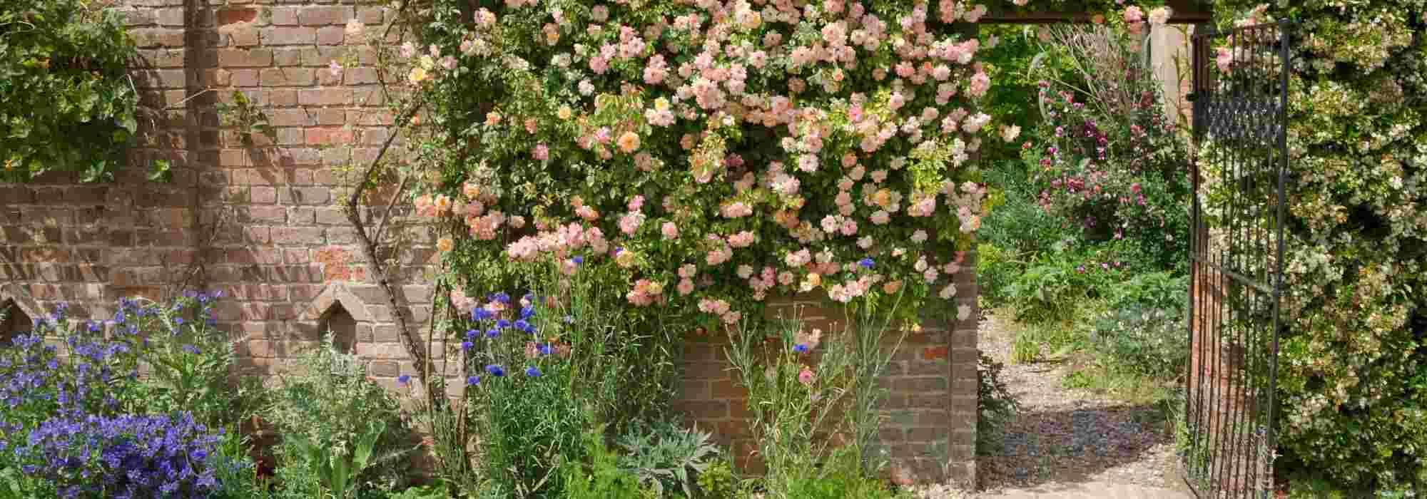 Que planter au pied d'un mur ?