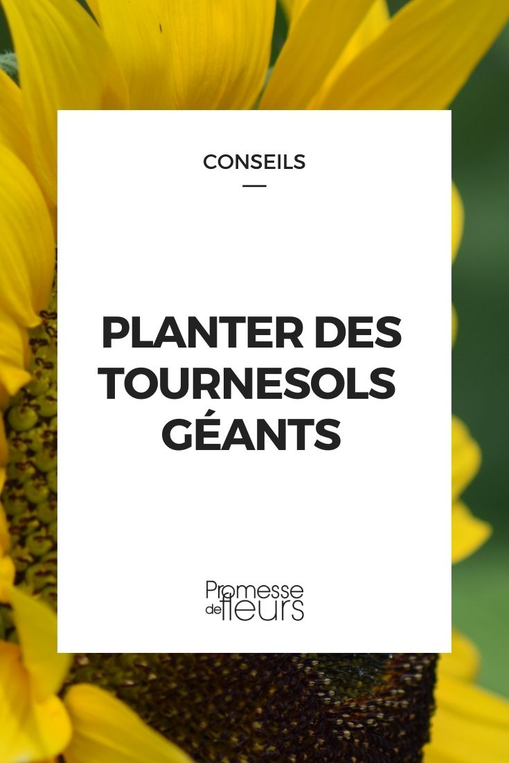 semer des tournesols