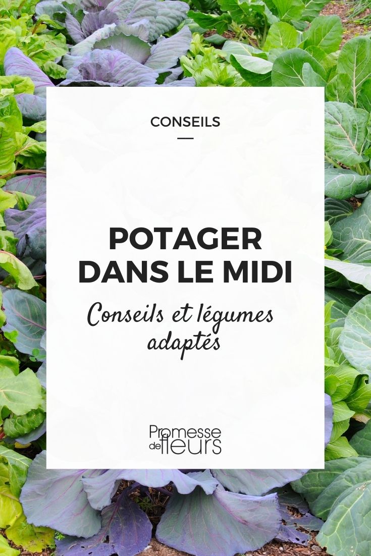 potager mediterraneen