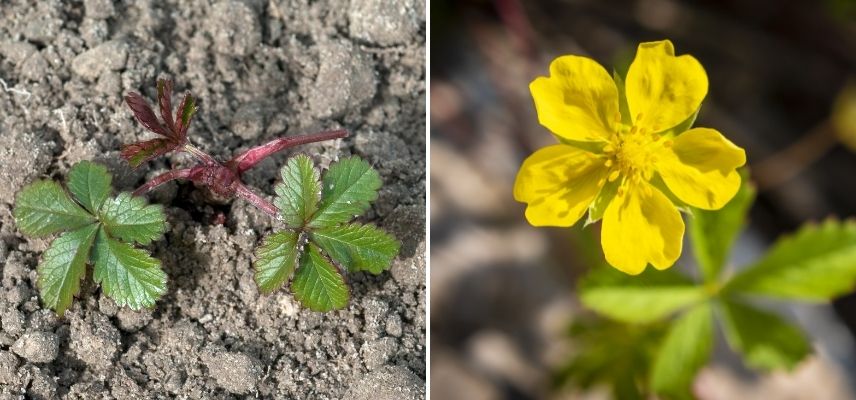 à quoi ressemble la potentille rampante