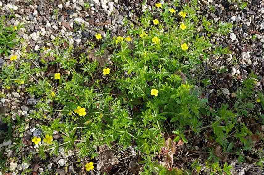 potentille rampante en milieu naturel