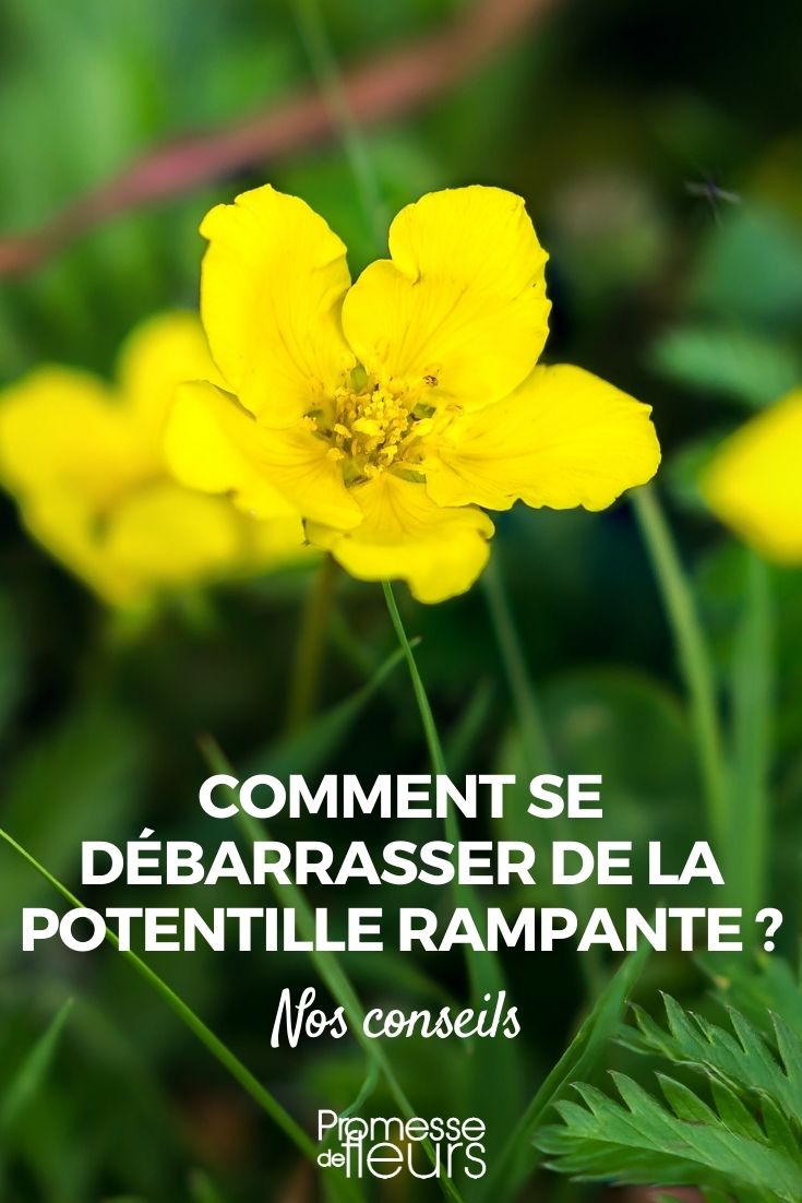 Comment se débarrasser de la potentille rampante ? - Promesse de Fleurs