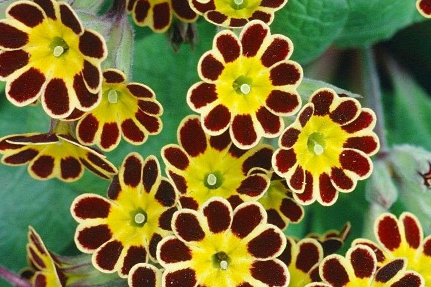 Primevère des bois en jardinière sur balcon à l'Est