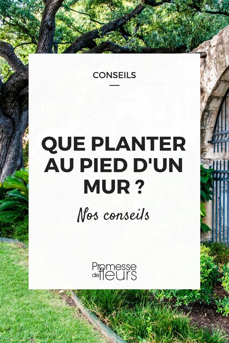 que planter au pied d'un mur