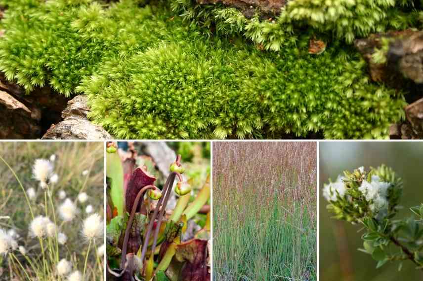 créer une tourbiere, tourbière aménager, tourbière quelles plantes