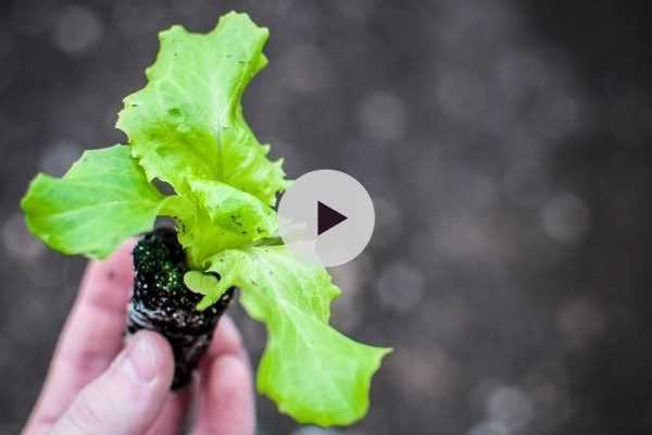 Repiquer des salades, dans les règles de l'art !