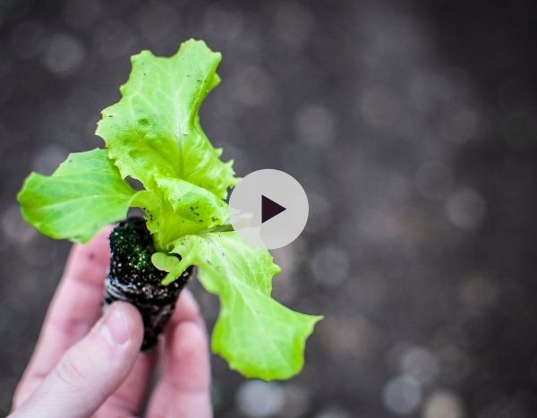 Repiquer des salades, dans les règles de l'art !