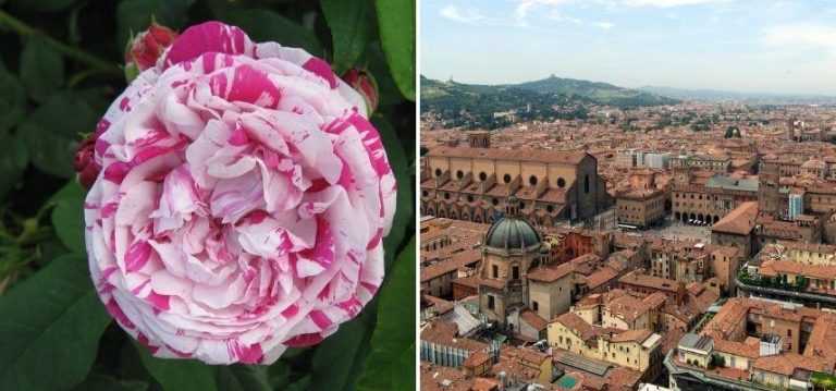 Des roses pour voyager - Promesse de Fleurs