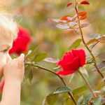 Des roses pour petits et grands enfants