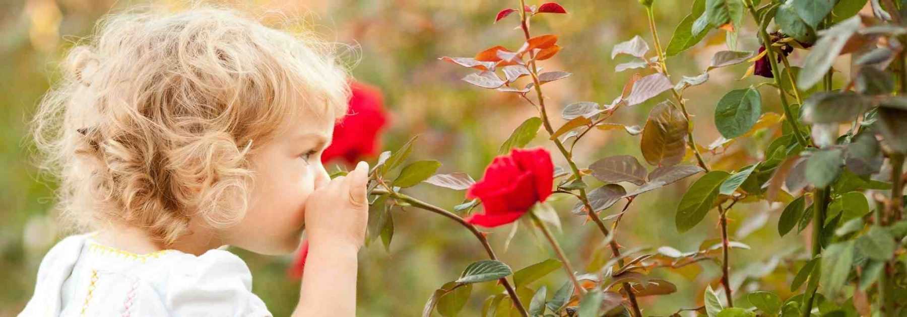 Des roses pour petits et grands enfants