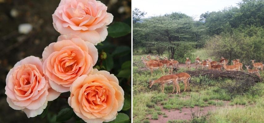 rosier orange abricot voyage afrique