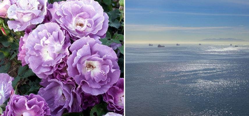 rosier bleu voyage océan pacifique