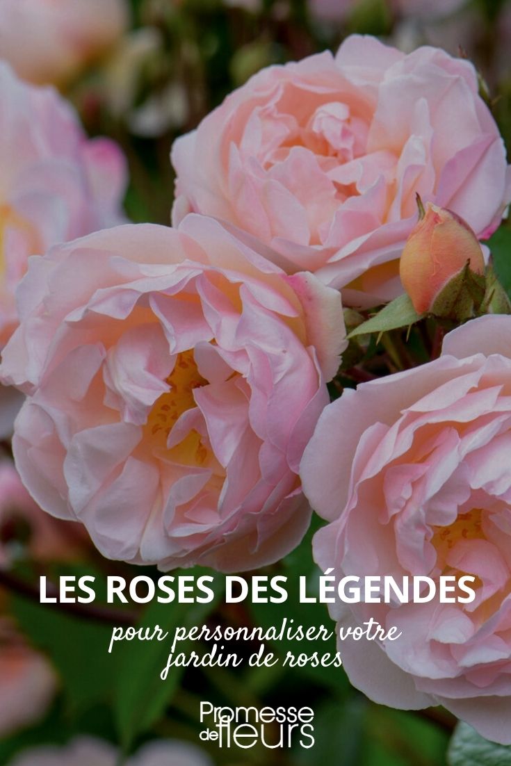 sélection roses des legendes