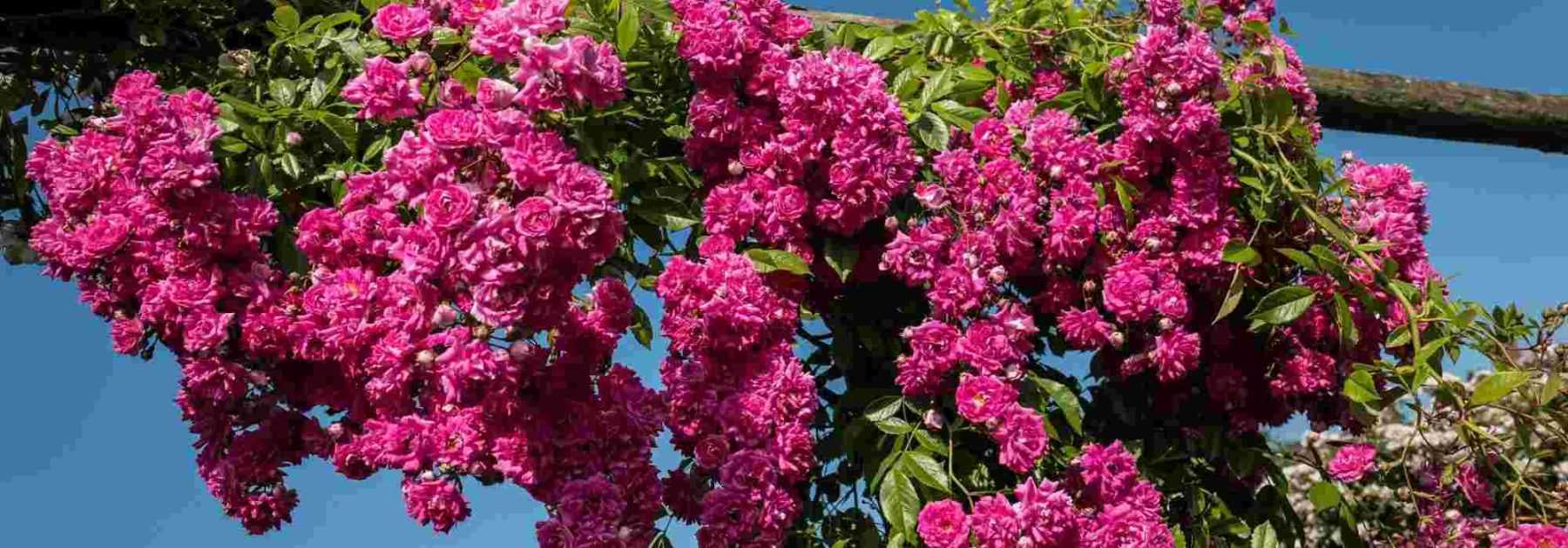 Une fleur chatoyante riche en symboles : l'œillet des fleuristes