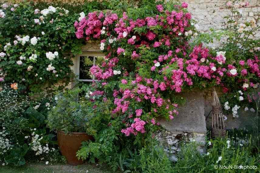 rosier liane sur façade