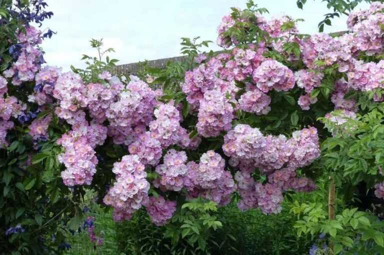 Comment choisir un rosier liane ? - Promesse de Fleurs