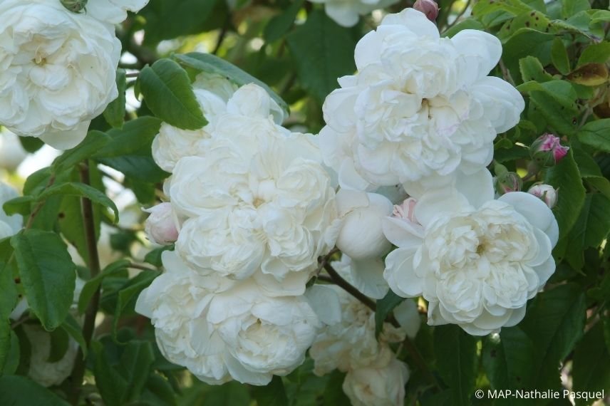 période de floraison rosier liane