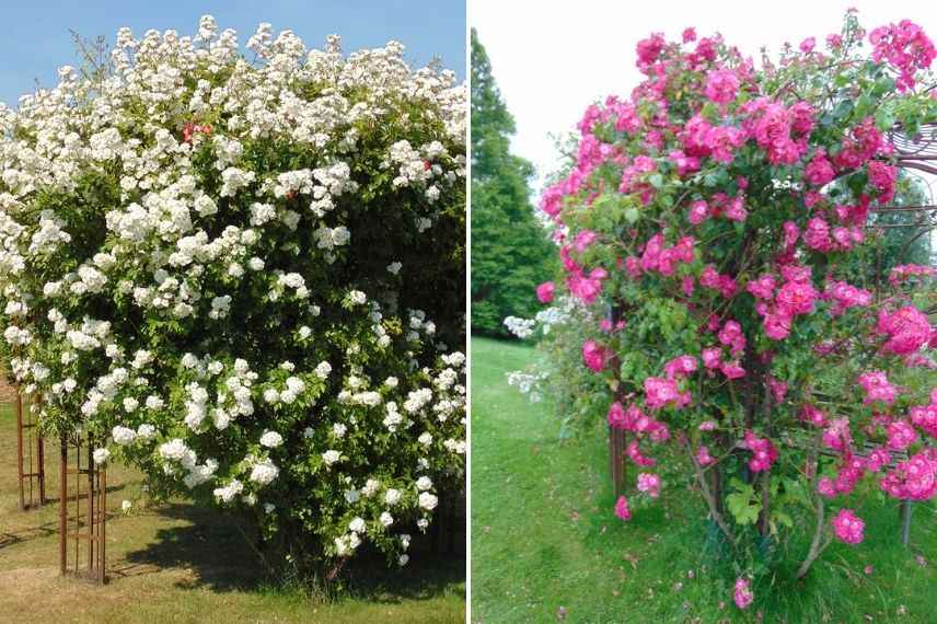 rosier liane résistant, rusticité rosier liane